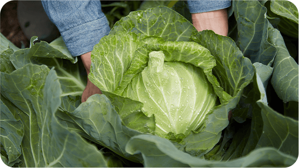安心・安全な国産・農薬不使用の野菜