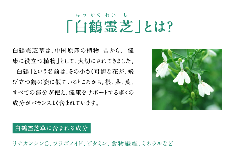 「白鶴霊芝」とは？